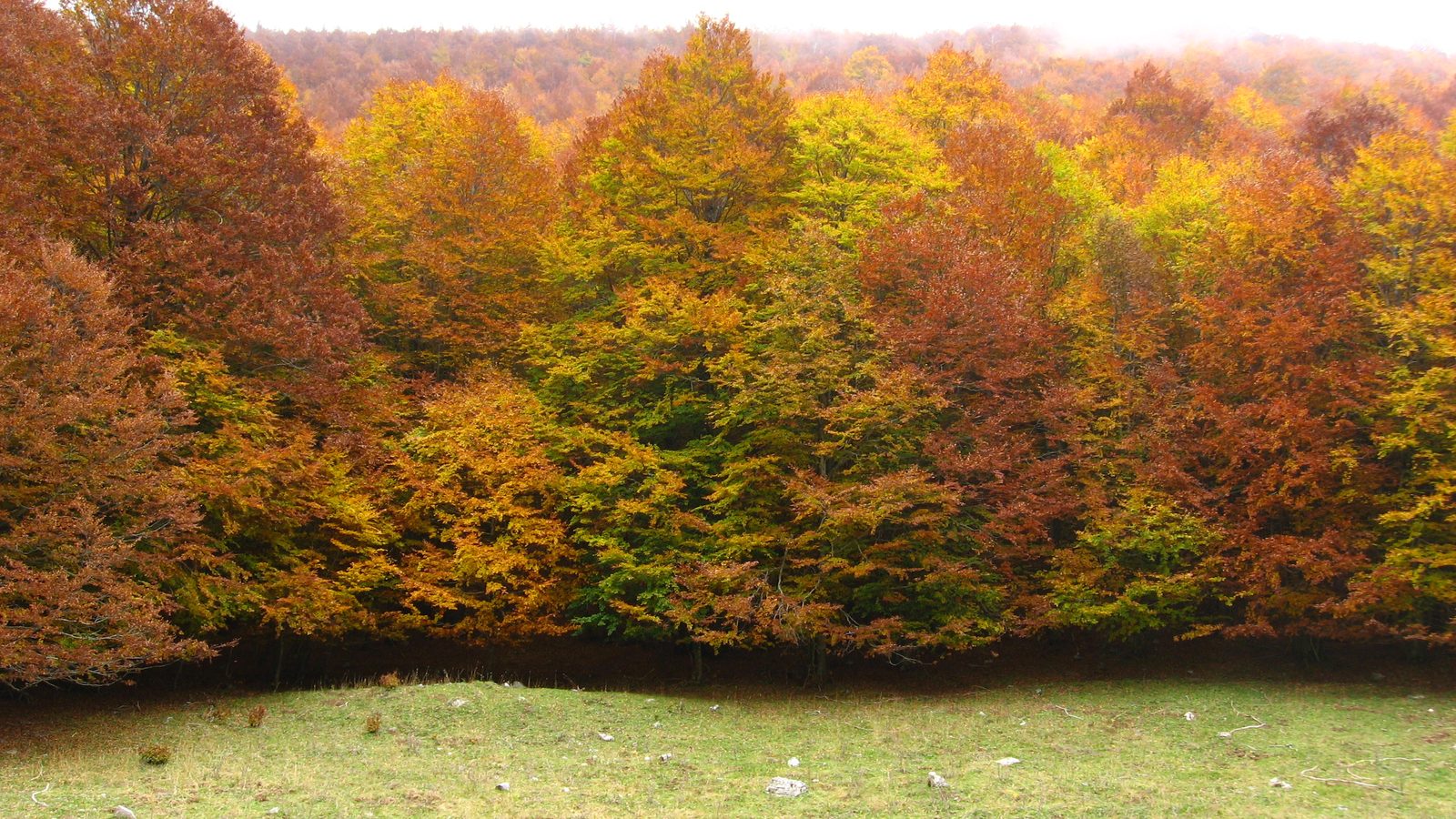 Faggeta calabrese in autunno, le foglie fra il giallo e l'arancio