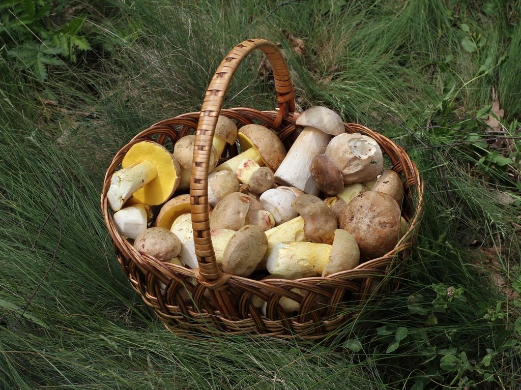 Funghi porcini appena raccolti nel sottobosco